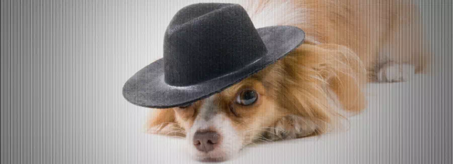 pies w kapeluszu