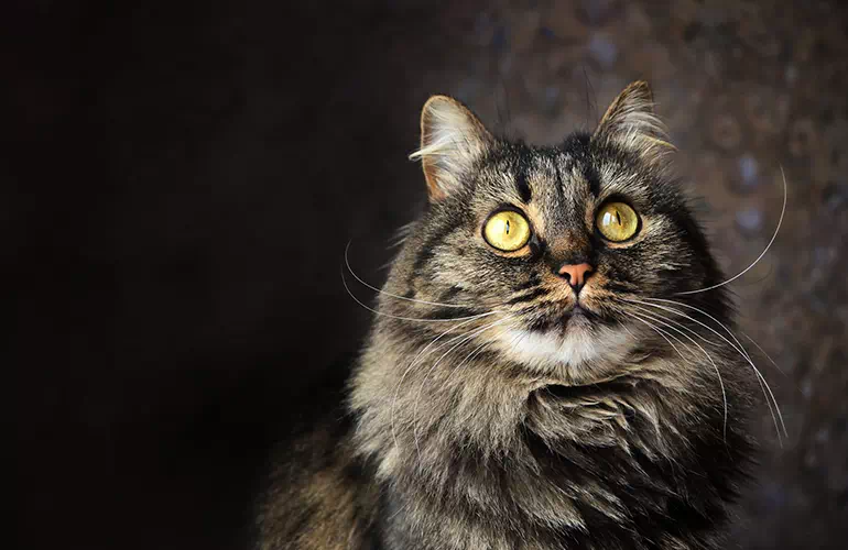 kot z dużymi oczami